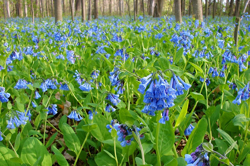 easy shade garden - Virginia Bluebells