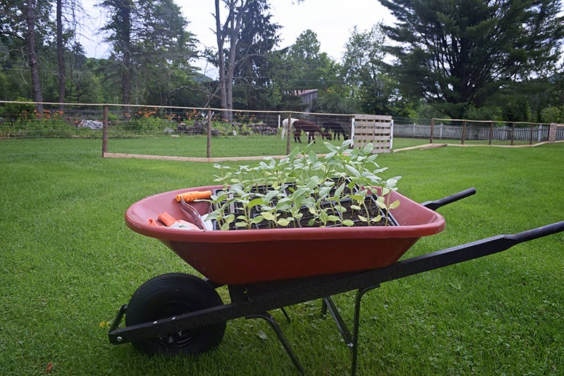 How to Start Seeds - Hardening Off Seeds