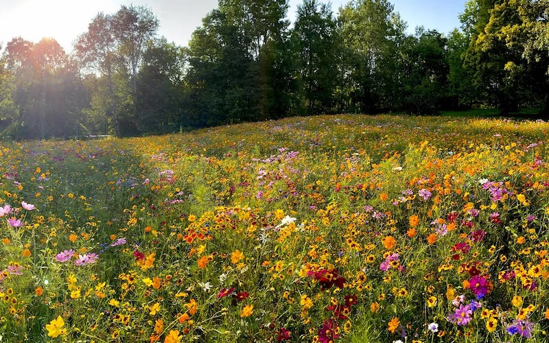  Plant A Wildflower Lawn: Transform Your Yard To A Pollinator Paradise