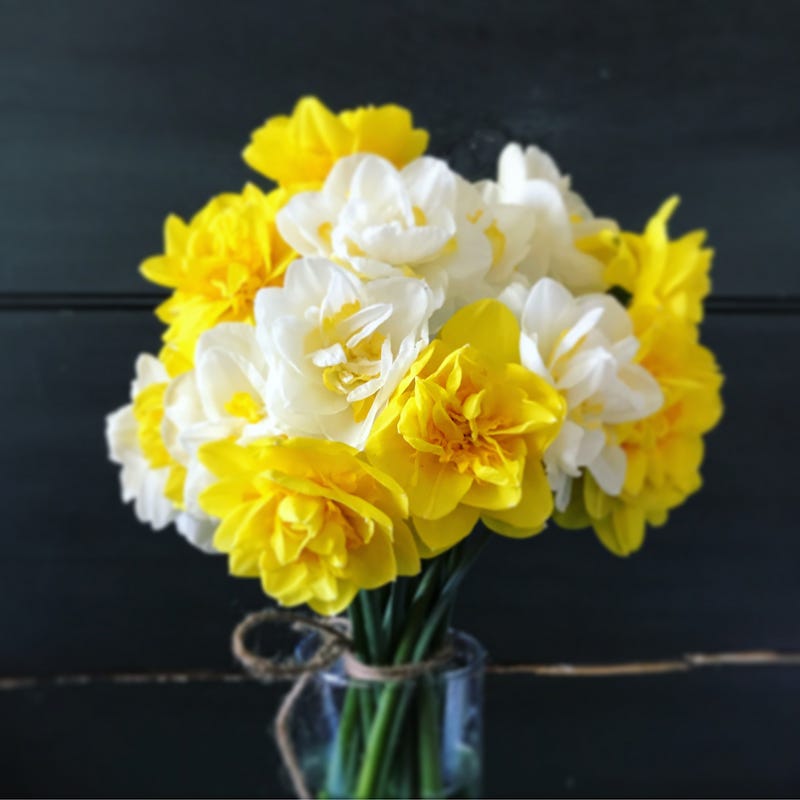 A bourquet of yellow and white double daffodils