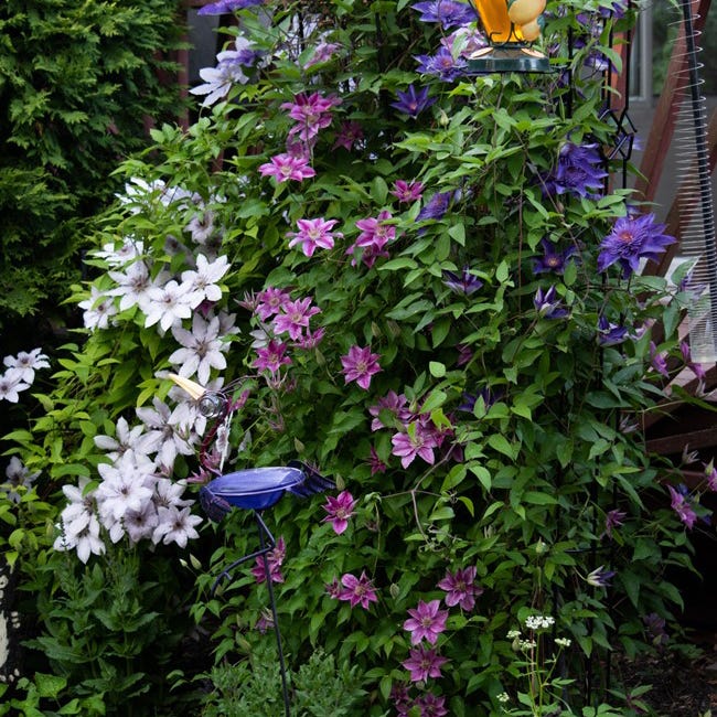 mound of multi-colored clematis covering pole