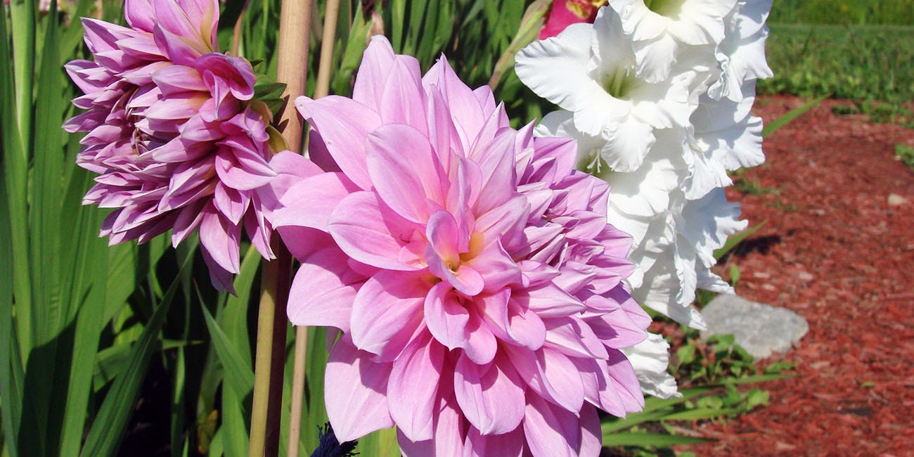 Dahlia blooming with Gladiolus