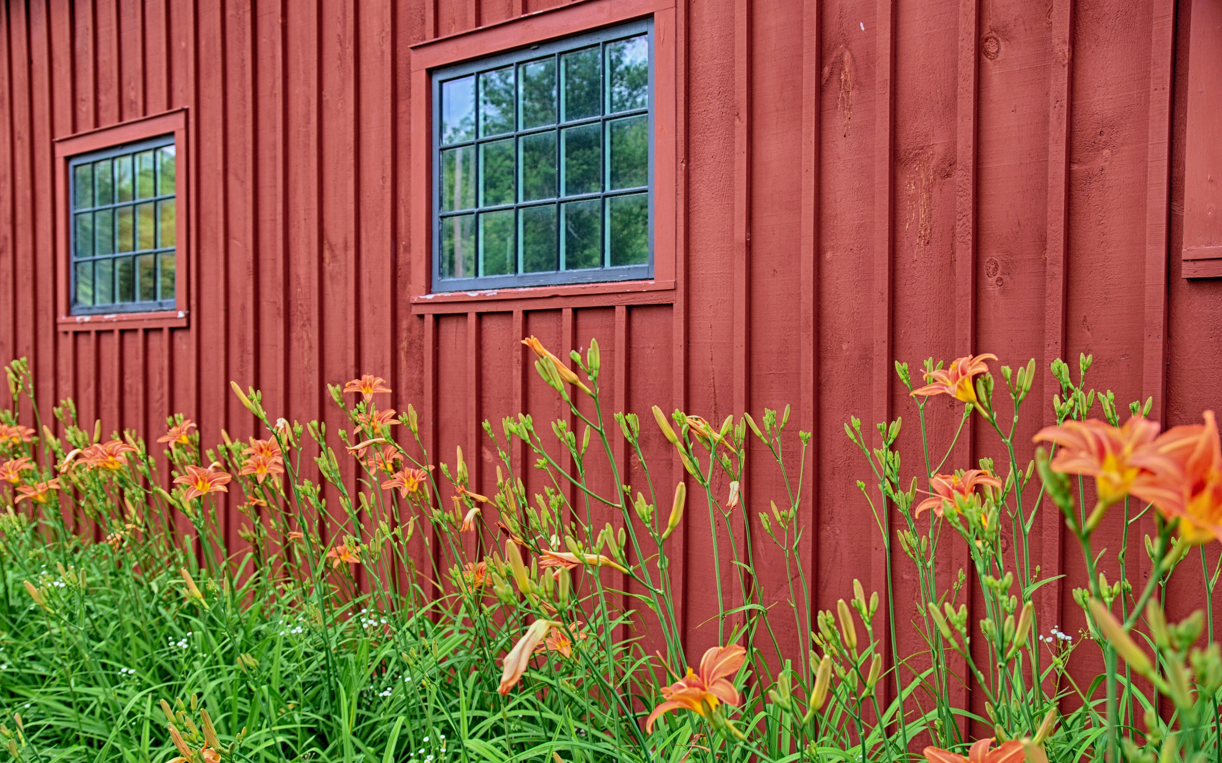 Daylilys and Red barn