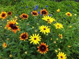 Rudbeckia and other wildflowers blooming