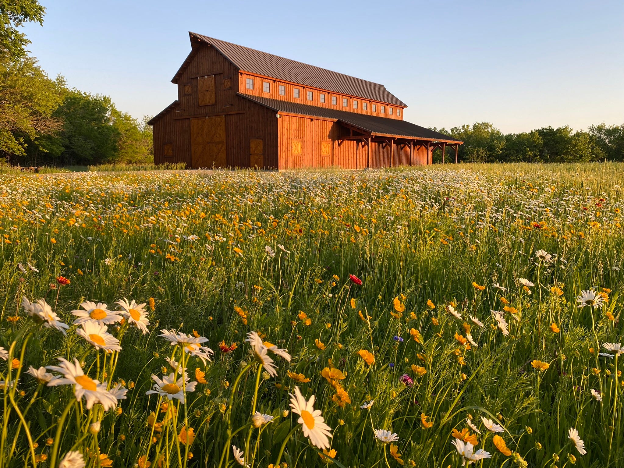 Wildflower meadow in front of a large red barn