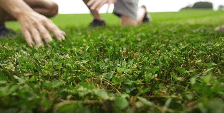 A dense, lush green Microclover and Grass lawn 