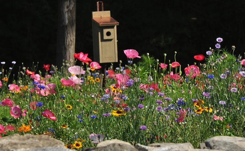 A colorful blooming wildflower meadow with a birdhouse