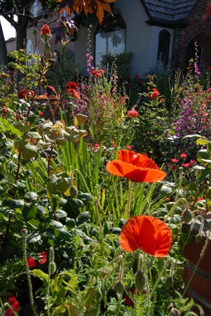 Poppies in Garden