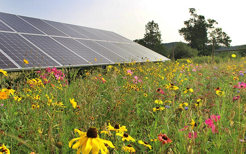 Solar panels in front of a large field with wildflowers in foreground