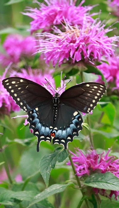 Black Swallowtail Butterfly on Bee Balm (Monarda)
