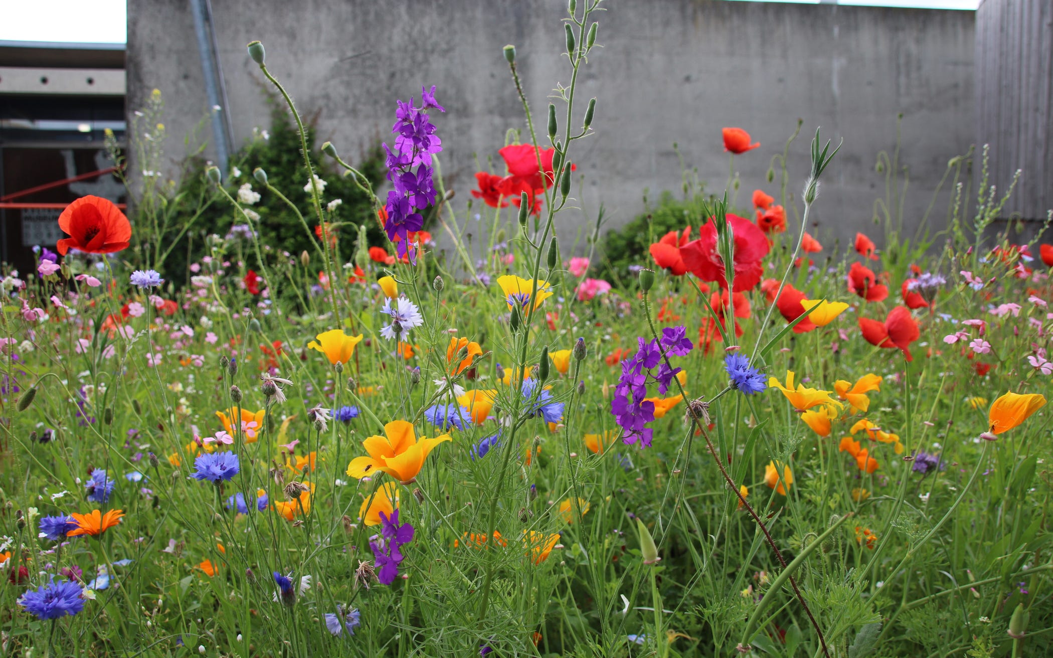 Our easy-to-grow All Annual Wildflower Seed Mix can even add color in small spaces and urban areas.