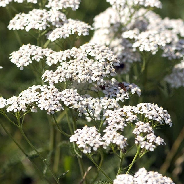 Achillea millefolium
