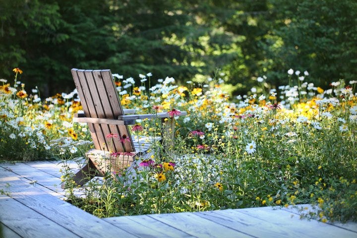 Get This Look: Joyce P. planted perennial Echinacea, Black Eyed Susan, and Daisies for a low-maintenance backyard retreat.