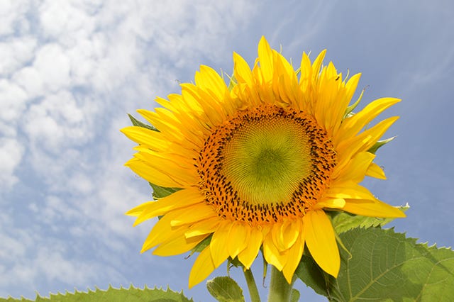 Sunflower bloom against clear sky