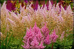 Astilbe Mix in Pink