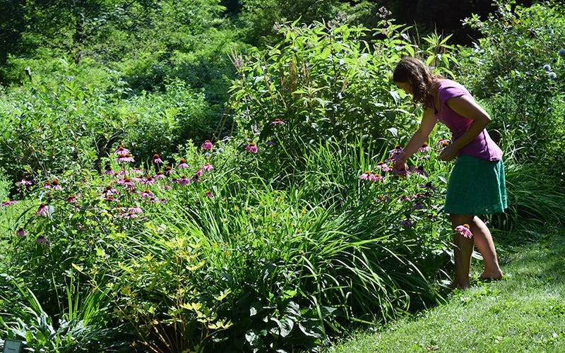 Kim admires the bees on the Purple Coneflowers (Echinacea) which is also a songbird favorite.  Echinacea, Bleeding Heart (not in bloom), Irises (not in bloom), tall Joe Pye Weed.