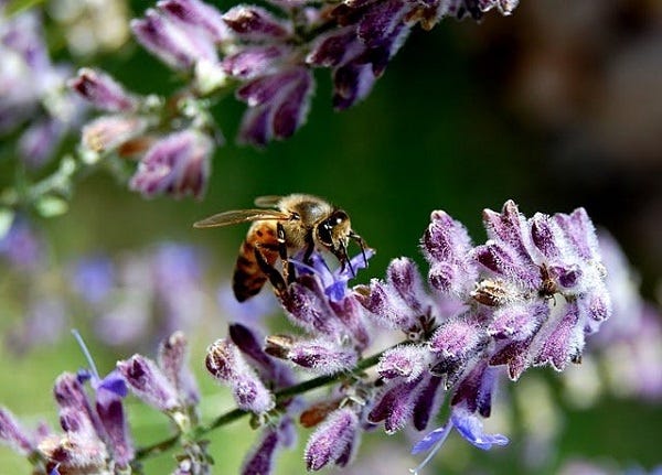 bee with russian sage