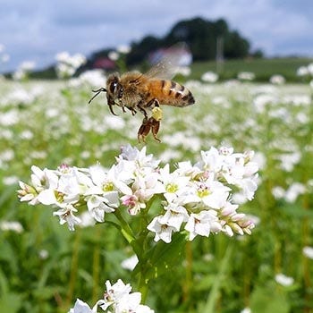 Bee buzzing above White Flower
