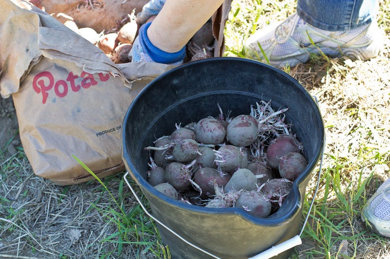 seed potatoes in a bucket