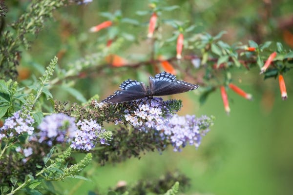 butterfly bush shrub