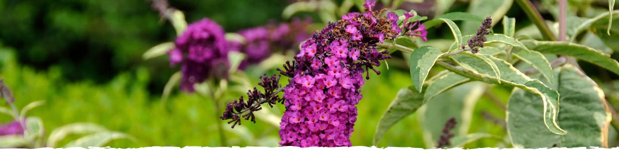 All About Butterfly Bush Banner
