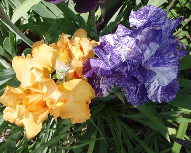 different colors of bearded iris in bloom