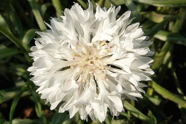White Cornflower or Bachelor Button
