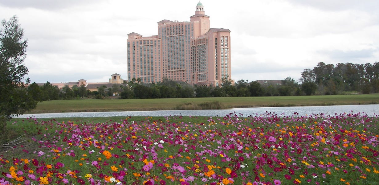 field of cosmos in front of the ritz carlton
