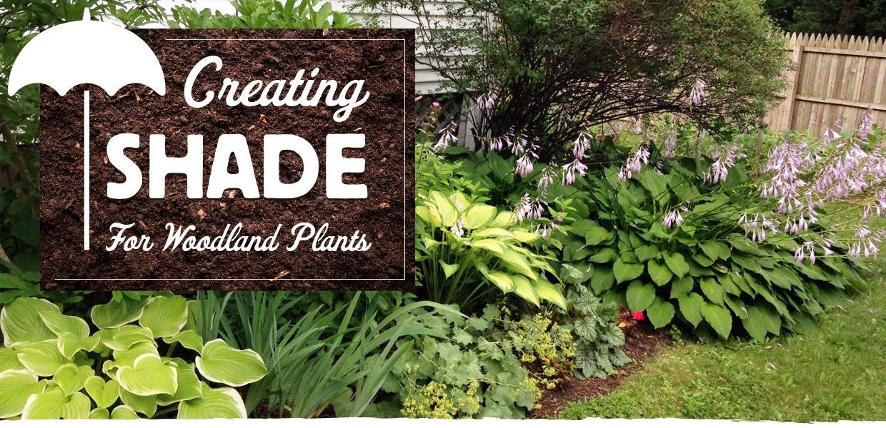 creating shade for woodland plants
