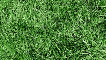 How To Grow Grass & Groundcover Seeds