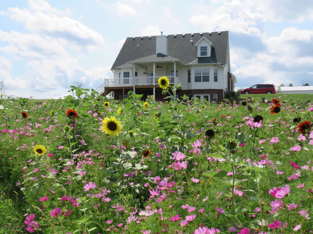 Sunflowers and Cosmos, bloom in front of a cheerful yellow home