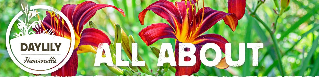 all about daylilies