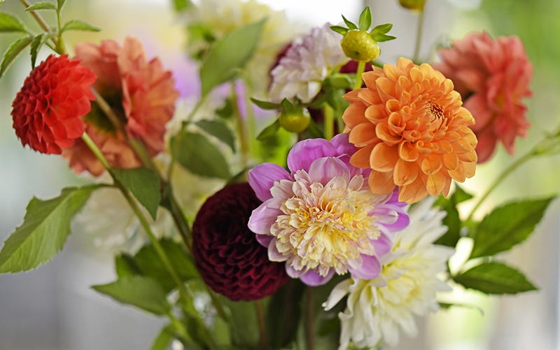 A bouquet of mixed Dahlias