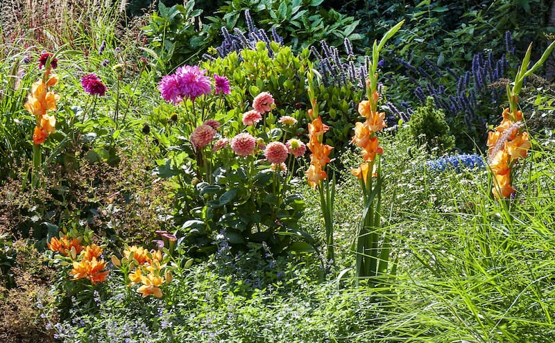Dahlias and Gladiolus and Lilies blooming in a perennial garden