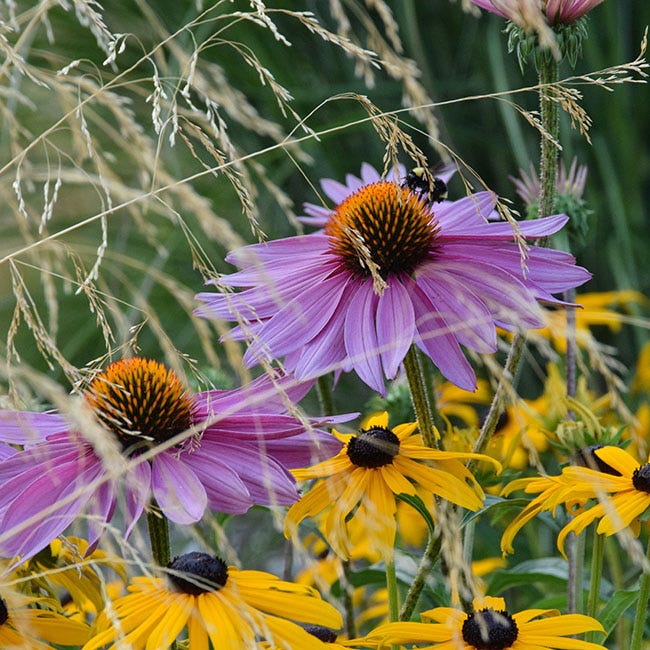Echinacea and Rudbeckia with Ornamental Grass