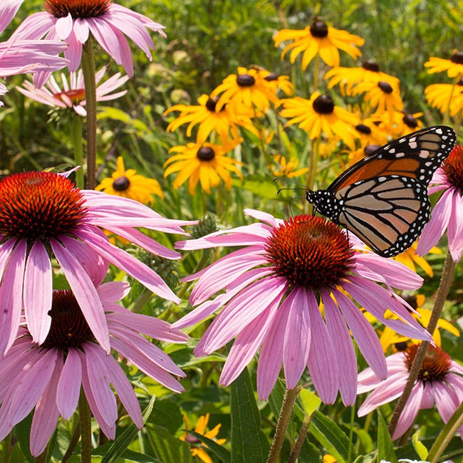 Echinacea and Rudbeckia with Butterfly