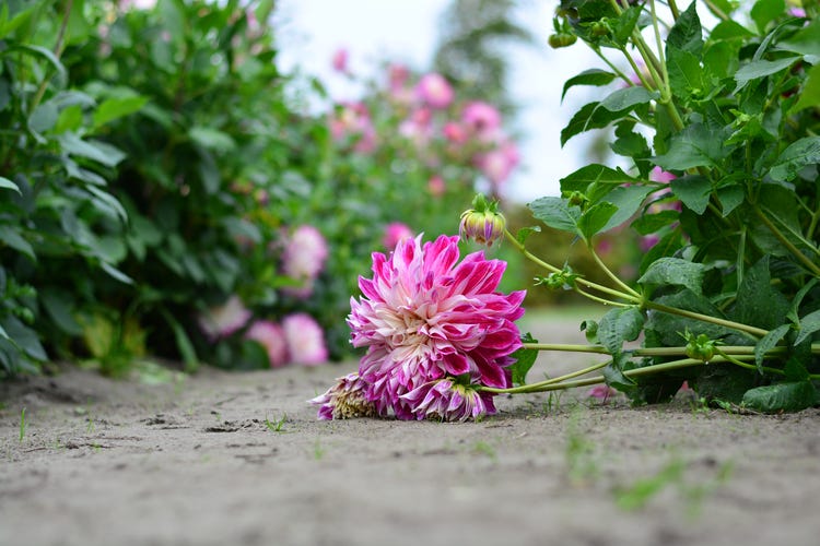 Without staking, heavy Dahlia flowers can flop over.