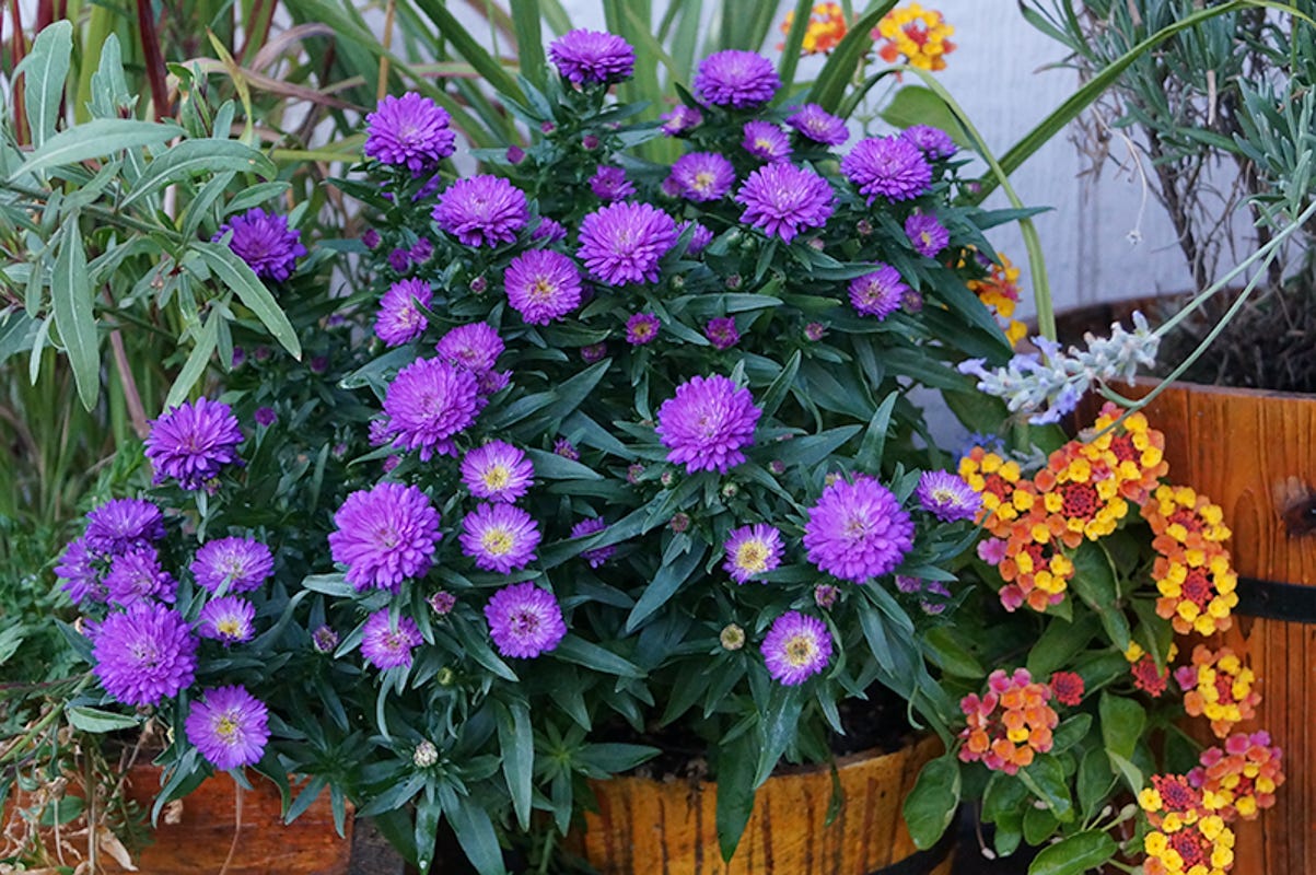 annuals in container