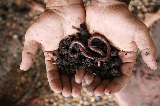 healthy soil with earth worms