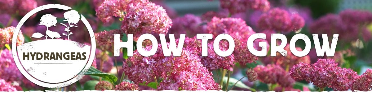 Growing Hydrangea Instructions