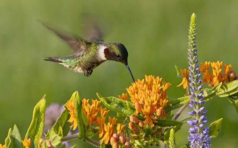A ruby throated hummingbird sips nectar from an orange Butterfly Week, or Asclepias tuberosa flower