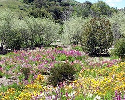 yellow wildflower meadow california