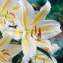 Golden Rayed Lily of Japan