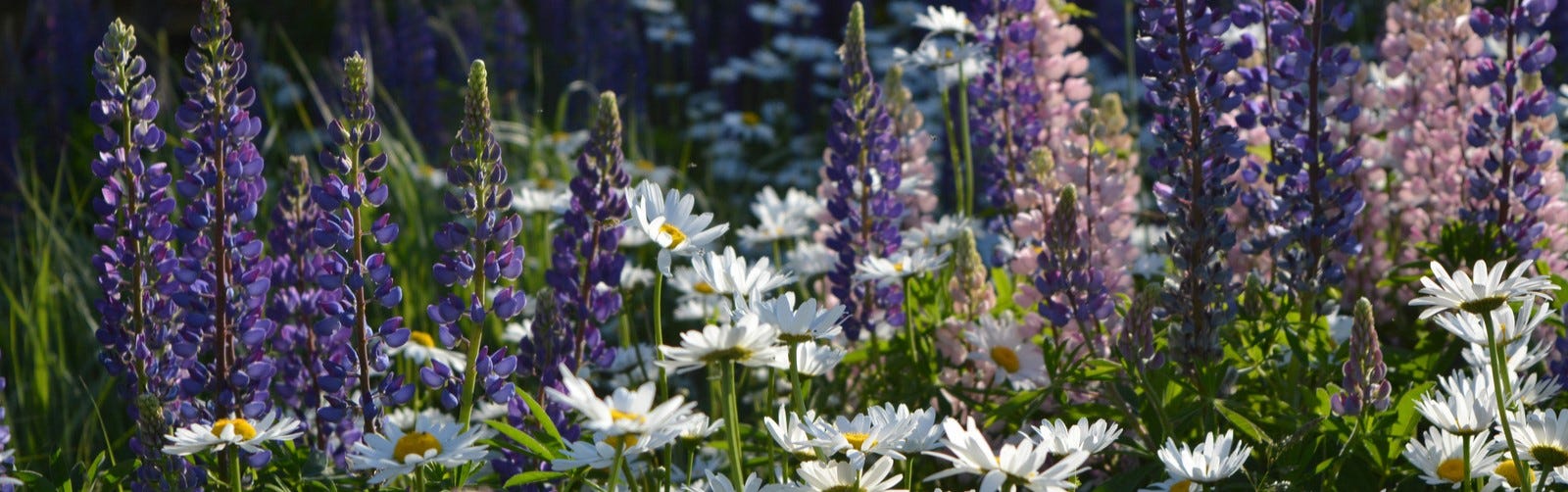 Daisies and Lupine flowers in bloom