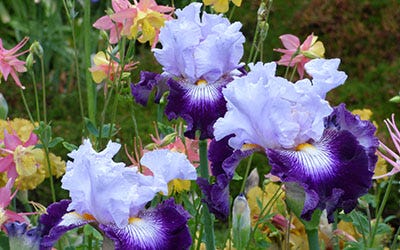 Off Topic bearded iris bloooming shades of purples with blooming columbine flowers