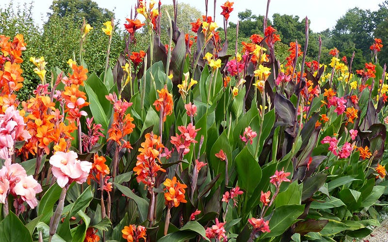 How To Overwinter Cannas