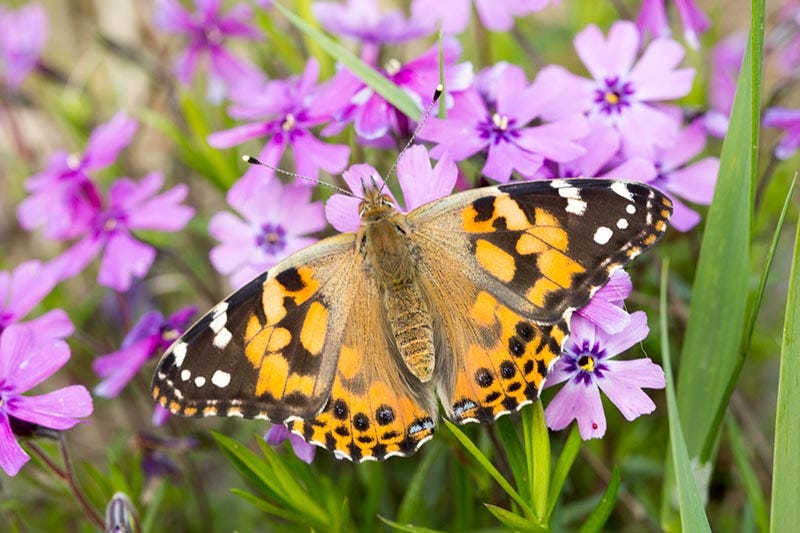 painted lady butterfly on garden phlox