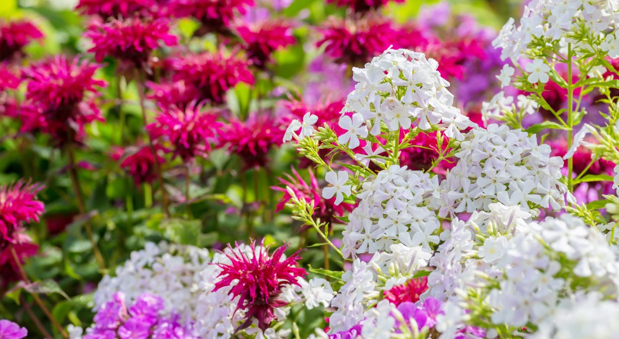 pink phlox and white bee balm