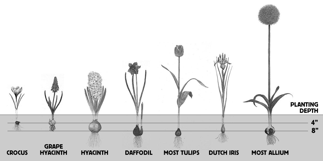 Recommended planting depths for Fall-Planted Bulbs