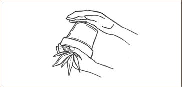 sketch of removing plant from pot